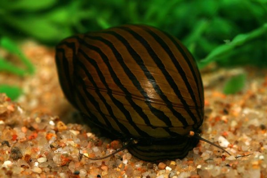 Escargot Neritina zébré - M