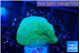 Pavona cactus green 1-3 cm WYSIWYG acclimaté