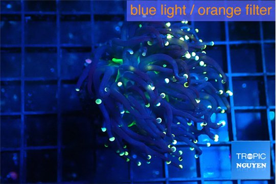 Euphyllia glabrescens joker golden tip 3-6 cm WYSIWYG acclimaté