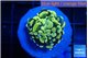 Euphyllia paraancora green gold 2-3 cm WYSIWYG acclimaté