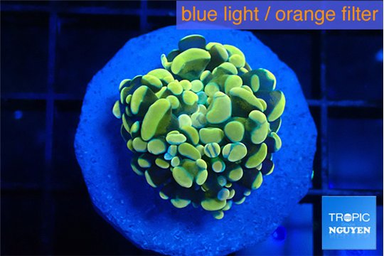 Euphyllia paraancora green gold 2-3 cm WYSIWYG acclimaté