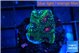 Favia green monster 2-3 cm WYSIWYG acclimaté