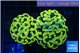 Euphyllia paraancora green gold 3-6 cm WYSIWYG acclimaté