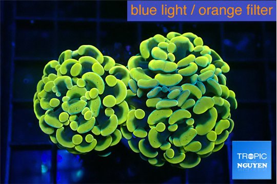 Euphyllia paraancora green gold 3-6 cm WYSIWYG acclimaté