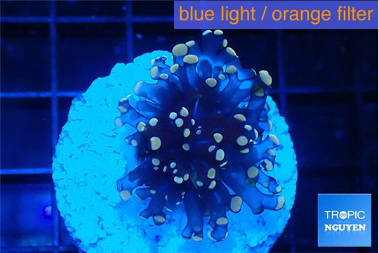 Euphyllia glabrescens joker golden tip 3-6 cm WYSIWYG acclimaté