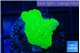 Montipora green cap 1-3 cm WYSIWYG acclimaté