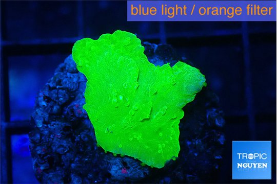 Montipora green cap 1-3 cm WYSIWYG acclimaté