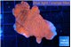 Montipora red cap 1-3 cm WYSIWYG acclimaté