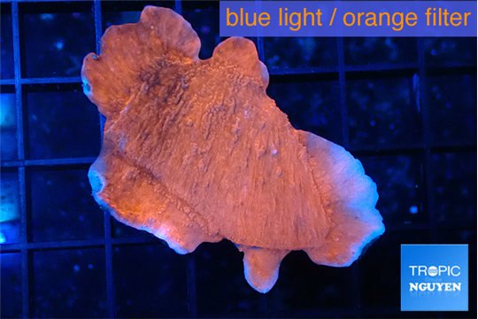 Montipora red cap 1-3 cm WYSIWYG acclimaté