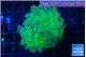 Euphyllia paradivisa green purple 4-7 cm WYSIWYG acclimaté