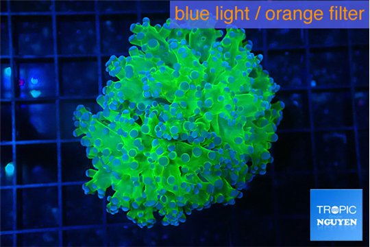 Euphyllia paradivisa green purple 4-7 cm WYSIWYG acclimaté