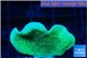 Pavona cactus green 2-3 cm WYSIWYG acclimaté