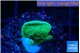 Pavona cactus green 1-3 cm WYSIWYG acclimaté