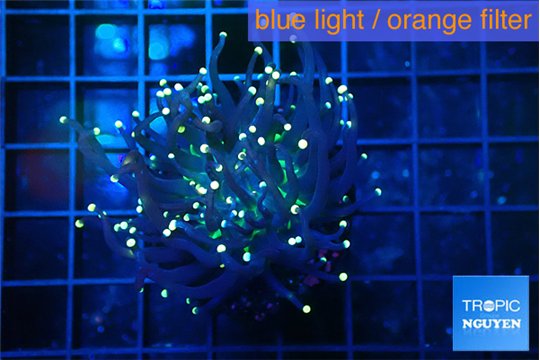 Euphyllia glabrescens joker golden tip 3-6 cm WYSIWYG acclimaté