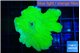 Montipora green cap 2-3 cm WYSIWYG acclimaté