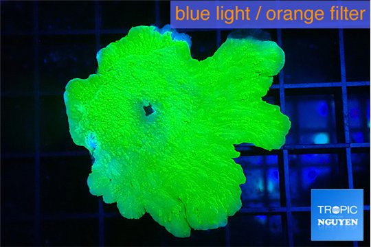 Montipora green cap 2-3 cm WYSIWYG acclimaté