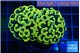 Euphyllia paraancora green gold 3-6 cm WYSIWYG acclimaté