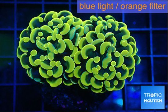 Euphyllia paraancora green gold 3-6 cm WYSIWYG acclimaté