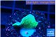 Pavona cactus green 1-3 cm WYSIWYG acclimaté