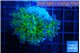 Euphyllia paradivisa green purple 4-7 cm WYSIWYG acclimaté