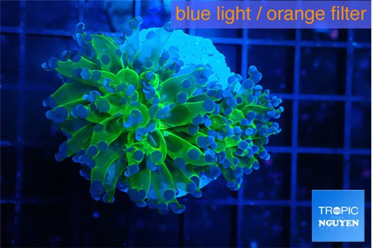 Euphyllia paradivisa green purple 4-7 cm WYSIWYG acclimaté