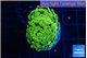 Euphyllia paraancora green gold 3-5 cm WYSIWYG acclimaté