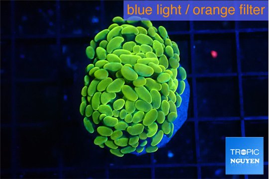Euphyllia paraancora green gold 3-5 cm WYSIWYG acclimaté