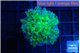 Euphyllia paradivisa green purple 3-6 cm WYSIWYG acclimaté