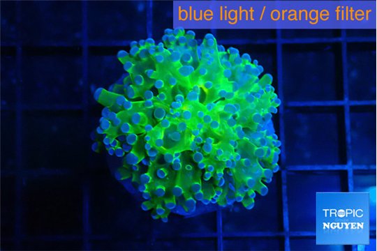 Euphyllia paradivisa green purple 3-6 cm WYSIWYG acclimaté