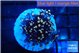 Euphyllia glabrescens joker golden tip 3-6 cm WYSIWYG acclimaté