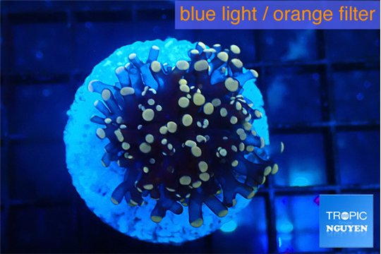 Euphyllia glabrescens joker golden tip 3-6 cm WYSIWYG acclimaté