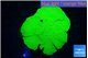 Montipora green cap 3-5 cm WYSIWYG acclimaté