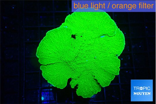 Montipora green cap 3-5 cm WYSIWYG acclimaté