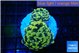 Euphyllia paraancora green gold 3-5 cm WYSIWYG acclimaté