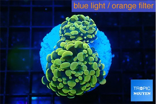 Euphyllia paraancora green gold 3-5 cm WYSIWYG acclimaté