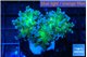 Euphyllia paradivisa green sunset 4-7 cm WYSIWYG acclimaté