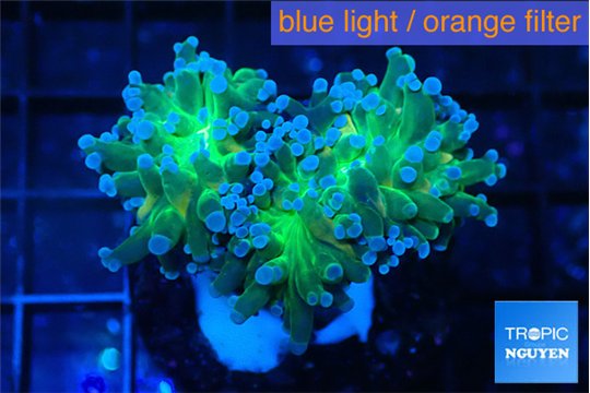 Euphyllia paradivisa green sunset 4-7 cm WYSIWYG acclimaté