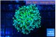 Euphyllia paradivisa green sunset 3-6 cm WYSIWYG acclimaté