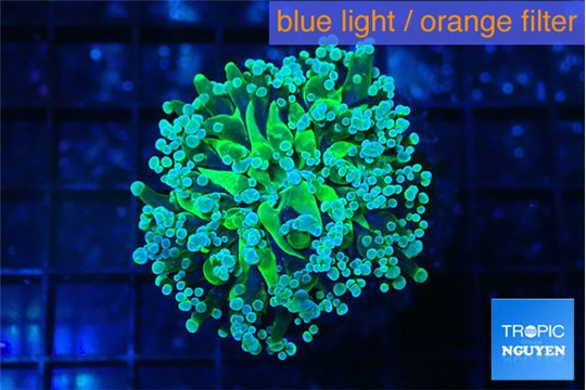 Euphyllia paradivisa green sunset 3-6 cm WYSIWYG acclimaté