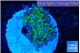 Euphyllia paradivisa green purple 3-5 cm WYSIWYG acclimaté