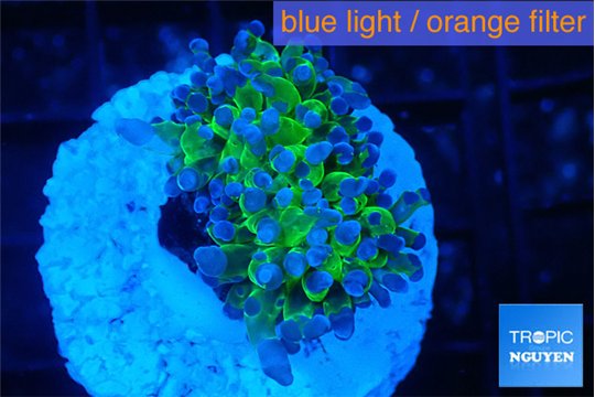 Euphyllia paradivisa green purple 3-5 cm WYSIWYG acclimaté