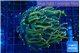Euphyllia glabrescen green gold pink tip 5-7 cm WYSIWYG acclimaté