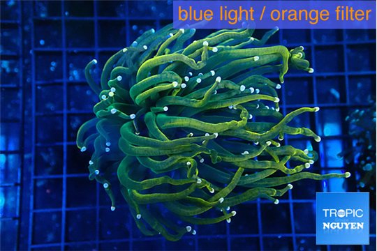 Euphyllia glabrescen green gold pink tip 5-7 cm WYSIWYG acclimaté