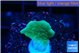 Pavona cactus green 1-2 cm WYSIWYG acclimaté