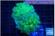 Euphyllia paradivisa green purple 4-7 cm WYSIWYG acclimaté