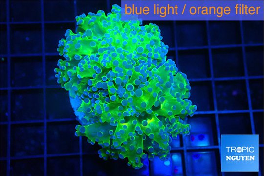 Euphyllia paradivisa green purple 4-7 cm WYSIWYG acclimaté