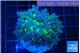 Euphyllia yayaemaensis green 4-6 cm WYSIWYG acclimaté