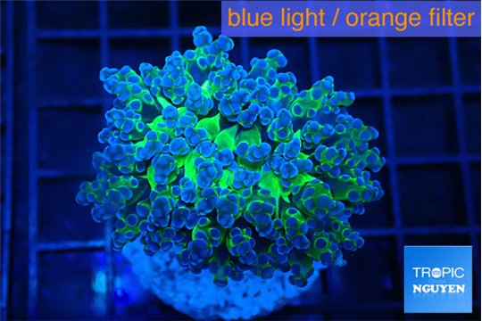 Euphyllia yayaemaensis green 4-6 cm WYSIWYG acclimaté