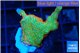 Montipora red fire forest 2-3 cm WYSIWYG acclimaté