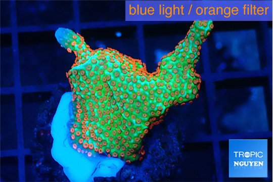 Montipora red fire forest 2-3 cm WYSIWYG acclimaté